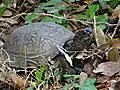 Tortue-boîte