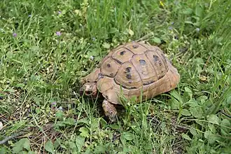 Description de l'image Testudo graeca at Dibbeen1.JPG.