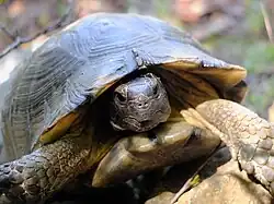 Tortue bordée.