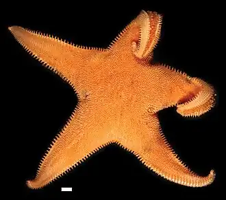 Tethyaster canaliculatus