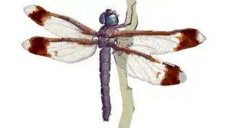 Description de l'image Tetracanthagyna plagiata.png.