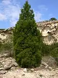 Tetraclinis articulata dans les montagnes espagnoles