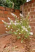 Vue d'ensemble de Tetradenia riparia en culture dans un jardin