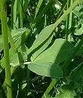 Folioles.