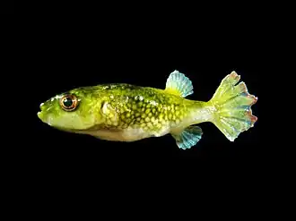 Description de l'image Tetraodon cutcutia1.jpg.