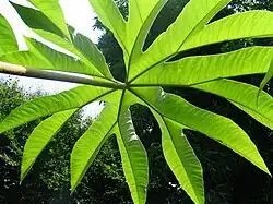 Tetrapanax papyrifer CHB11.T du Yu Shan