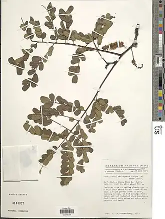 Tetrapleura tetraptera.