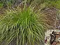 Tetraria comosa, plante-hôte de la chenille du Paratisiphone lyrnessa