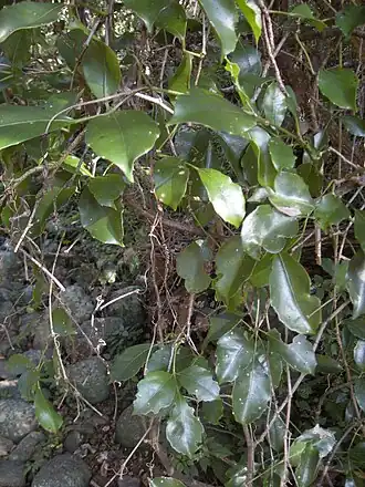 Description de l'image Tetrastigma nitens.jpg.