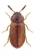 Tetratoma desmarestii