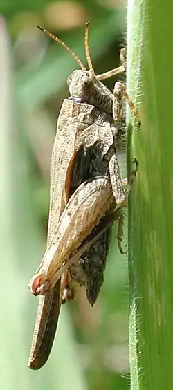 ♀