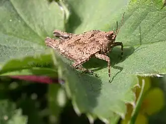 Description de l'image Tetrix tenuicornis.JPG.