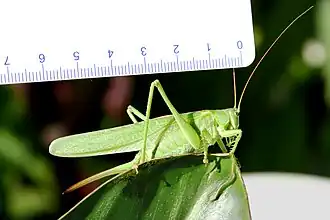 La femelle se reconnaît à l'ovipositeur