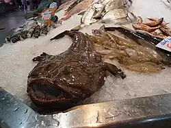 Lophius piscatorius