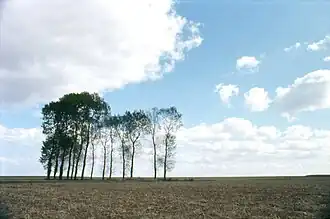 Les peupliers de la mare Chéreuse (été 1970), Théléville.