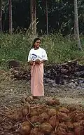 ... et récolte des noix de coco