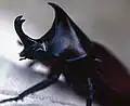 Scarabée-rhinocéros xylotrupes gideon