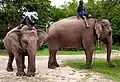 Éléphants et cornacs thaïlandais avec modèle (2022)