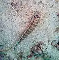 Pinguipedidae