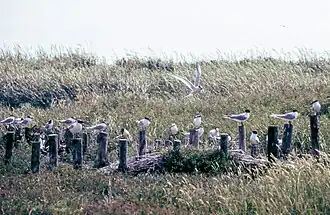 Sternes caugeks