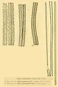 Thalassiothrix longicimaT. frauenfeldii.