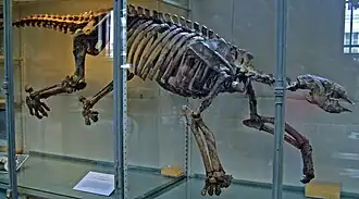 Thalassocnus