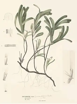 Thalassodendron ciliatum