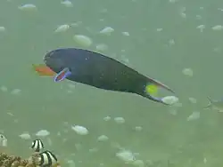Une girelle verte (Thalassoma lunare)