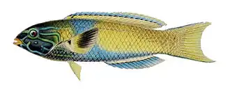 Description de l'image Thalassoma lutescens.jpg.