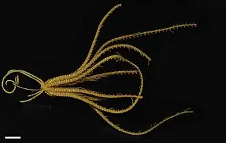 Thalassometra agassizii