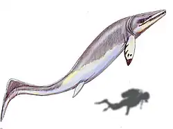 Vue d'artiste d'un long reptile marin dont la taille est comparée une silhouette d'un être humain.