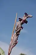 Inflorescence