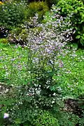 Thalictrum delavayi.
