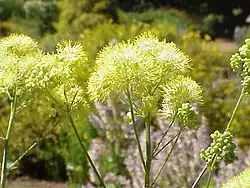 Photographie en couleurs d'une ombelle florale jaune.