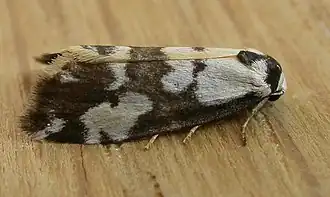 Thallarcha pellax