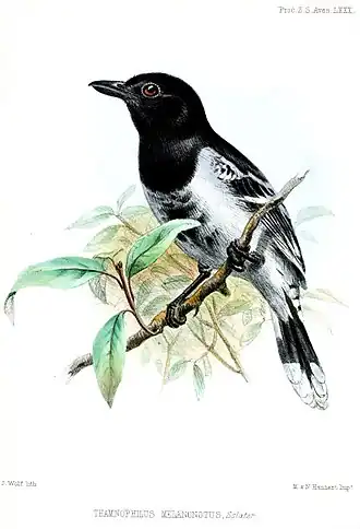 Batara à dos noir