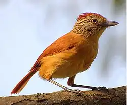 ♀