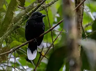 Description de l'image Thamnophilus melanothorax Band-tailed Antshrike (male); Serra do Navio, Amapá, Brazil (cropped).jpg.