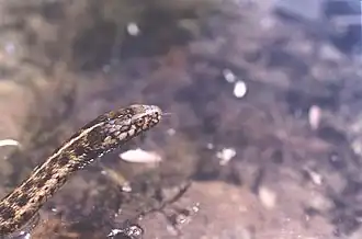 Description de l'image Thamnophis couchii.jpg.