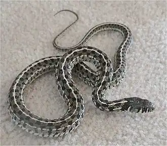 Description de l'image Thamnophis marcianus.jpg.