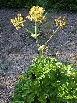 Thapsia nitida.