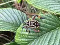 Coreinae Nematopodini : juvénile de Thasus heteropus, Colombie
