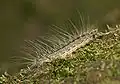 chenille