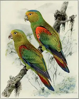 Description de l'image The American Museum journal (c1900-(1918)) (17541216363).jpg.