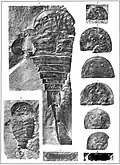 Spécimens d'Erieopterus (2-5 : E. microphthalmus, 6-10 : E. eriensis).