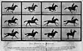 Planche cartonnée retouchée de "Sallie Gardner" réduite à la silhouette, publiée par Morse's gallery, 1879, San Francisco. La jument ne quitte le sol que dans les photographies 2 et 3, au moment où ses postérieures se regroupent avec les antérieures. Dans les phases d'extension, un pied au moins est toujours au contact du sol.