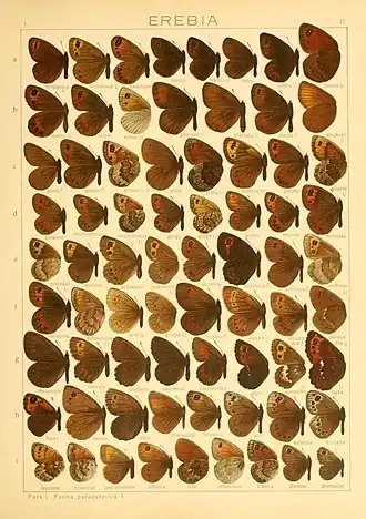 Description de l'image The Macrolepidoptera of the world (Taf. 37) (8145249879).jpg.