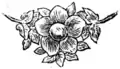 Fleuron du XIXe siècle.