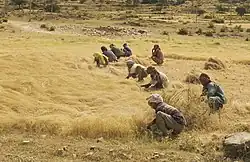 Des hommes et des femmes récoltent le teff, céréale éthiopienne de base, dans un champ en bordure de route entre Axum et Adwa, dans le nord de l'Éthiopie. Selon Wikipédia : Le teff ou taf (Eragrostis tef, Amharic ṭēff, Tigrinya ṭaff) est une graminée annuelle, une espèce d'herbe d'amour originaire des hauts plateaux du nord de l'Éthiopie, dans le nord-est de l'Afrique. Elle présente un profil nutritionnel intéressant, car elle est riche en fibres alimentaires et en fer et fournit des protéines et du calcium. Il a un goût aigre. Sa cuisson est similaire à celle du millet et du quinoa, mais sa graine est beaucoup plus petite. Le teff est une céréale alimentaire importante en Éthiopie et en Érythrée, où il est utilisé pour la fabrication de l'injera. En raison de la petite taille de ses graines (moins de 1 mm de diamètre), une personne peut en tenir suffisamment pour semer une grande surface dans une seule main. Cette propriété rend le teff particulièrement adapté à un mode de vie semi-nomade. Le mot "tef" est lié par l'étymologie populaire à la racine éthio-sémitique "ṭff", qui signifie "perdu" (en raison de la petite taille du grain).