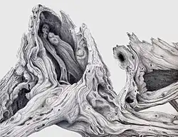 The Weathered Cedar, pointe d'argent, Jeannine Cook. Collection British Museum, Londres, Angleterre.
